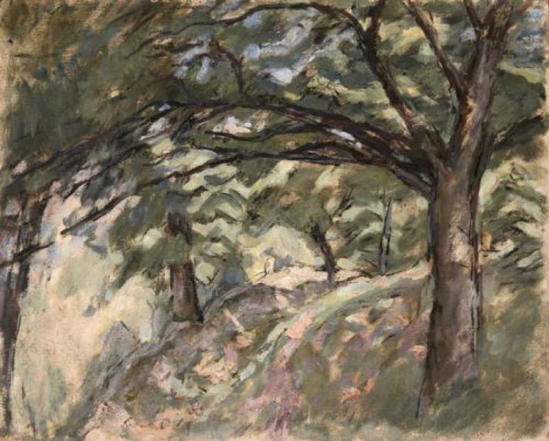 Albero dai lunghi rami