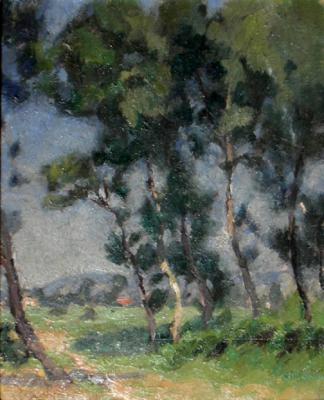 Pini a Marina di Massa